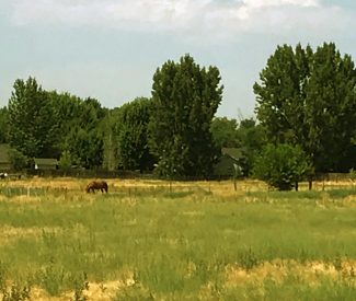 Horse in Field by homes in Star, Idaho